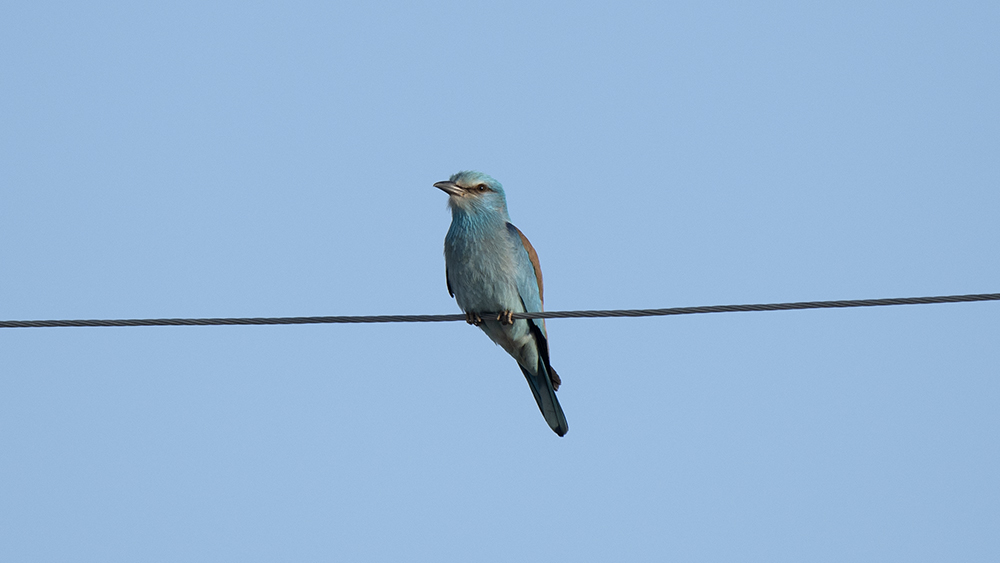 European Roller